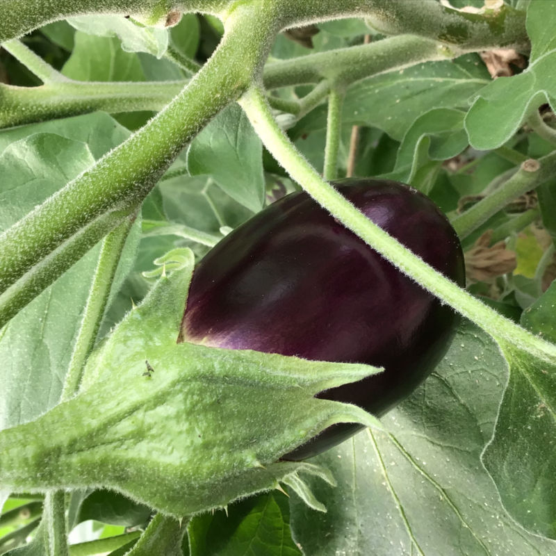 Buzzy - Aubergine zaden Violetta Lunga 2 | 2 gram